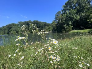 Wild Button Daisies at York battlefields